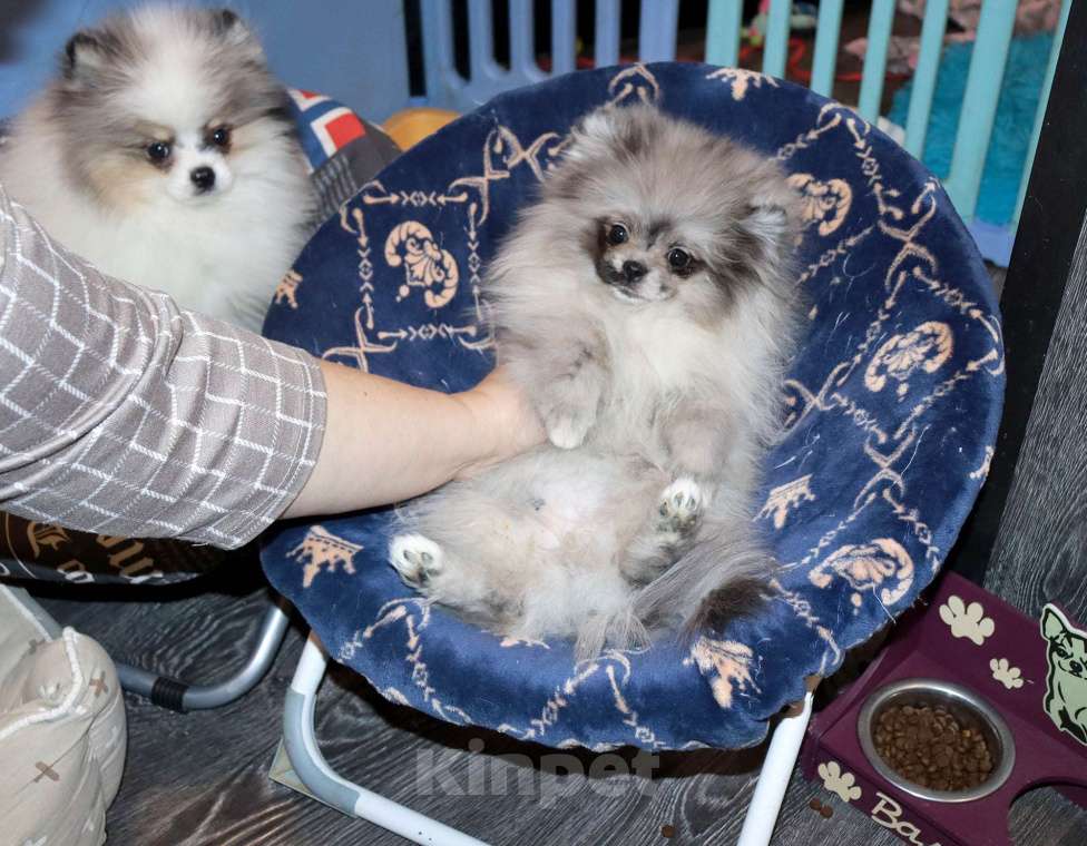 Собаки в Москве: Пушистый медвежонок Мальчик, 55 000 руб. - фото 2