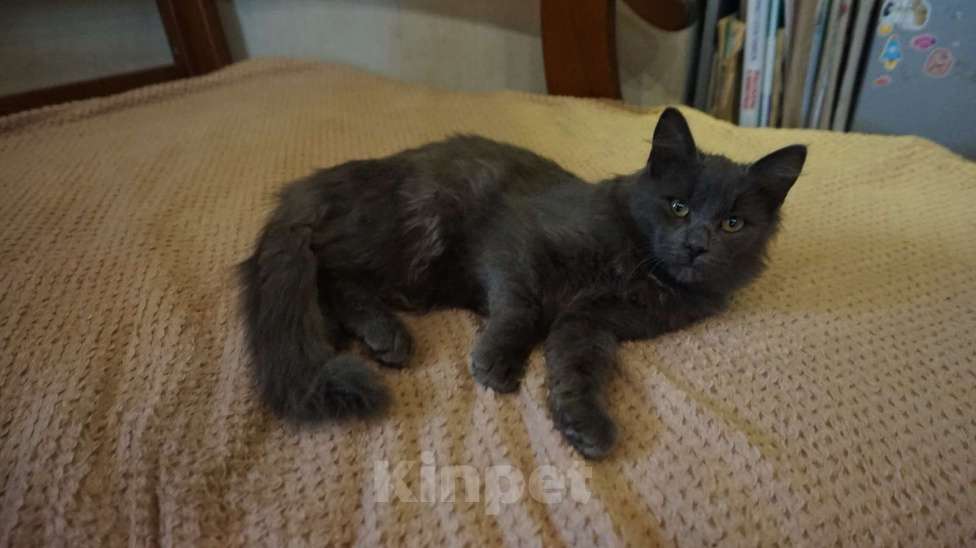 Кошки в Москве: Котенок Боня 4,5 месяца в добрые руки  Мальчик, Бесплатно - фото 5