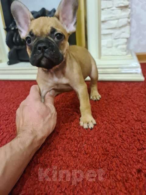 Собаки в других городах Ямало-Ненецкого автономного округа: Мальчики французского бульдога Мальчик, 50 000 руб. - фото 3