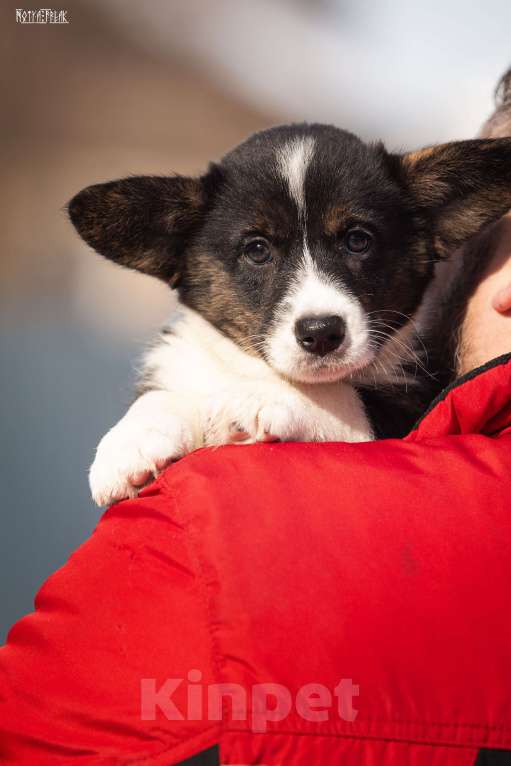 Собаки в Москве: Девочка корги Девочка, Бесплатно - фото 3