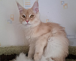 Кошки в Москве: Котенок мейн-кун Мальчик, 25 000 руб. - фото 3