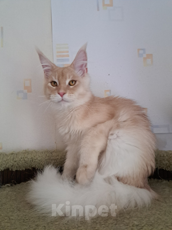 Кошки в Москве: Котенок мейн-кун Мальчик, 25 000 руб. - фото 3