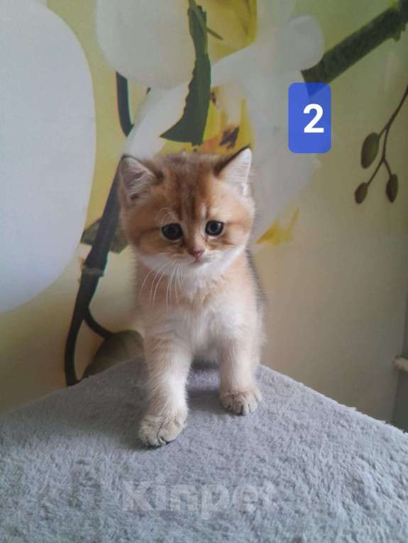 Кошки в Люберцах: Шотландские котята Мальчик, 15 000 руб. - фото 2