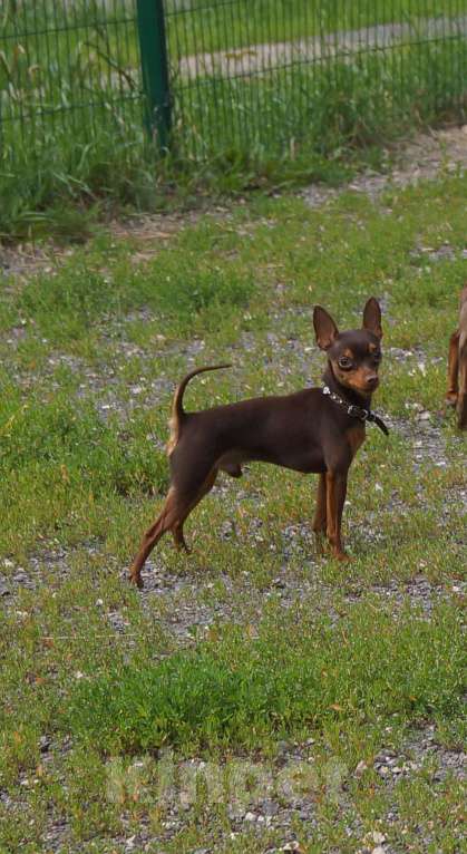 Собаки в Москве: Вязка мини кобель Мальчик, 10 000 руб. - фото 3