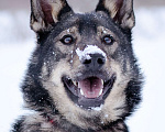 Собаки в Химках: Молодой активный Пес Брамс ищет семью Мальчик, 1 руб. - фото 2