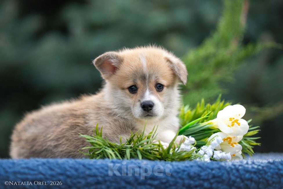 Собаки в Краснодаре: Вельш корги пемброк щенок мальчик Мальчик, Бесплатно - фото 1