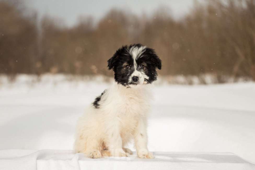 Собаки в других городах Московской области: Щенок в добрые руки Девочка, Бесплатно - фото 5