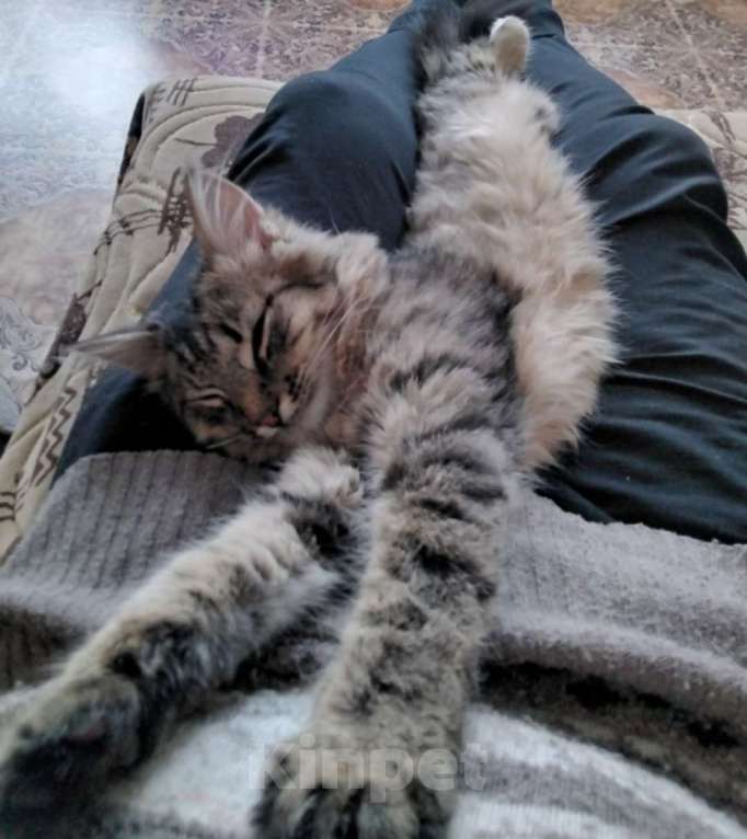 Кошки в Тамбове: Мотя ищет хозяина Мальчик, Бесплатно - фото 3