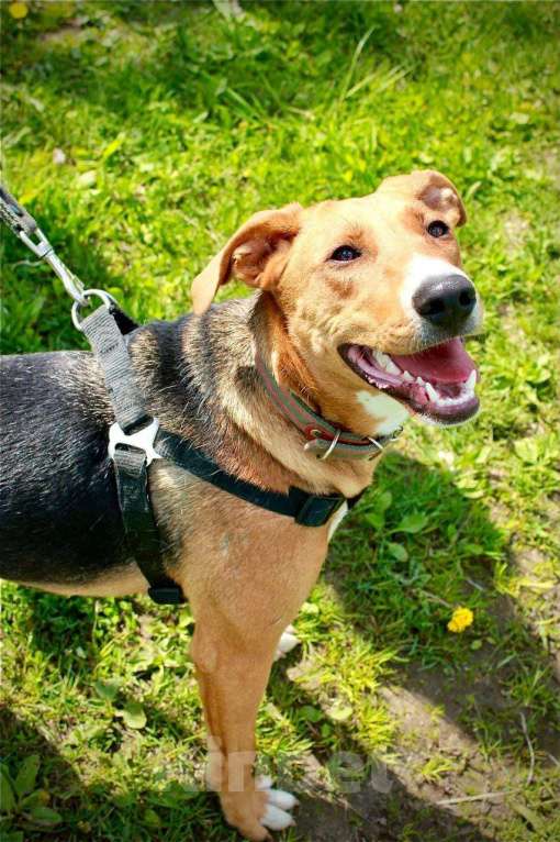 Собаки в других городах Московской области: Лика. Похожа на русскую гончую. В добрые руки Девочка, Бесплатно - фото 6