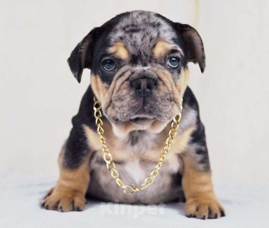 Собаки в Москве: Какао мерле тан Мальчик, Бесплатно - фото 3