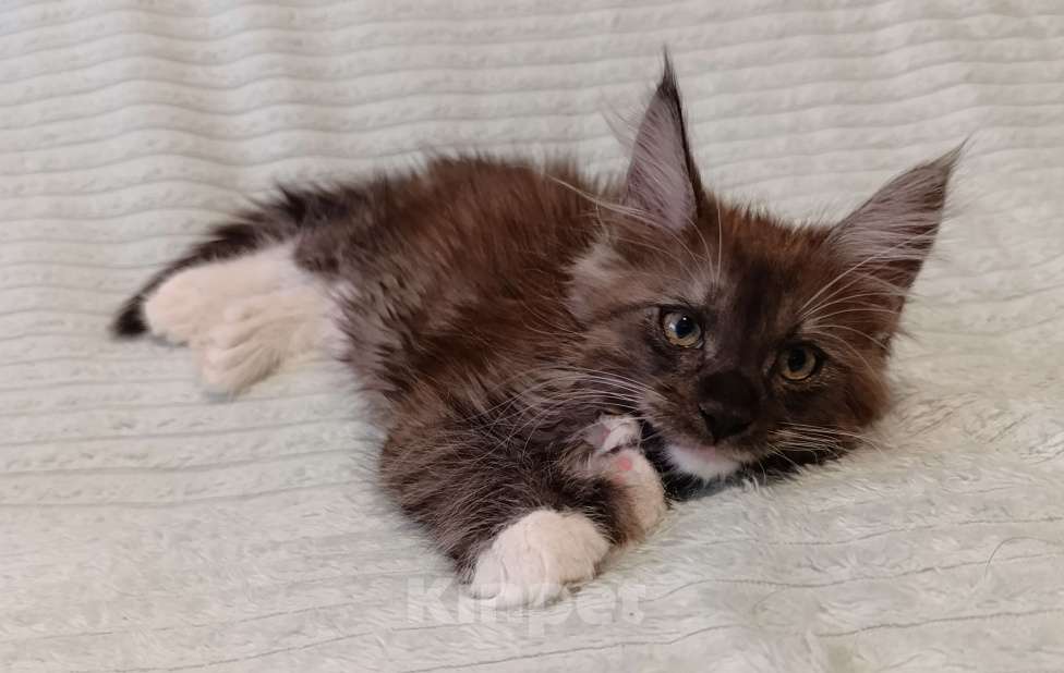Кошки в Санкт-Петербурге: Мальчик полидакт Мальчик, 50 000 руб. - фото 5