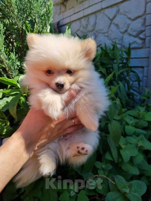 Собаки в Симферополе: Немецкий шпиц Мальчик, 25 000 руб. - фото 2