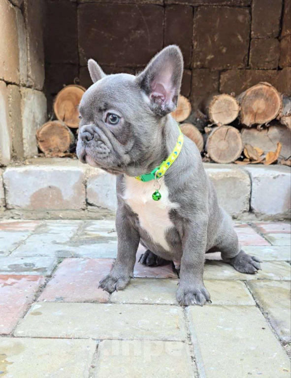 Собаки в Симферополе: Голубой мальчик щенок Мальчик, 60 000 руб. - фото 5