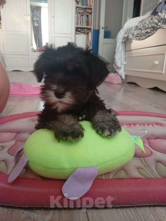 Собаки в Москве: Продам щенка Цвергшнауцера Девочка, 40 000 руб. - фото 3