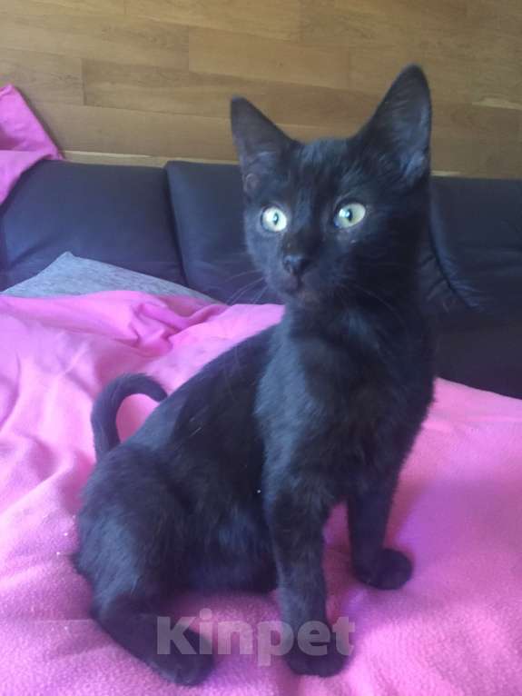 Кошки в Краснодаре: Кошечка в добрые руки Девочка, Бесплатно - фото 10