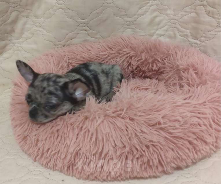 Собаки в Клине: Марьяна Девочка, 35 000 руб. - фото 2