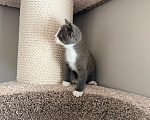 Кошки в Калининграде: Мультяшной внешности котик  Том😺 Мальчик, Бесплатно - фото 8