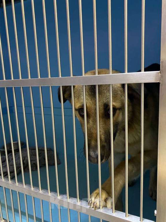 Собаки в Москве: Добрейший Трошенька ищет дом Мальчик, Бесплатно - фото 3