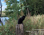 Кошки в Лыткарино: Добрый котик ищет семью Мальчик, Бесплатно - фото 1