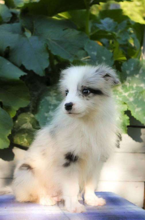 Собаки в Москве: Бордер колли щенки  Мальчик, 50 000 руб. - фото 5