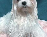 Собаки в Москве: Мальтезе мальчик супер мини Мальчик, 50 000 руб. - фото 1
