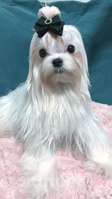 Собаки в Москве: Мальтезе мальчик супер мини Мальчик, 50 000 руб. - фото 1