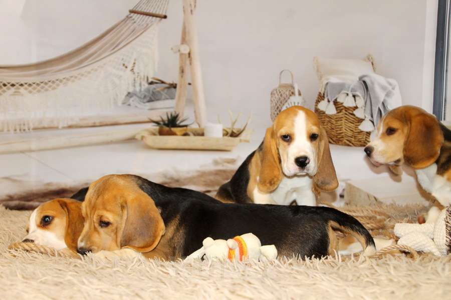 Собаки в Москве: девочка бигля Девочка, 50 000 руб. - фото 1