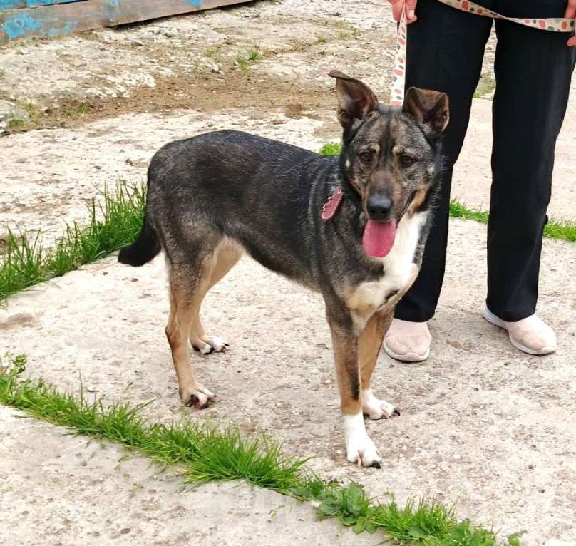 Собаки в Москве: ШАНС для ласкушечки Мэри на дом и любимую семью  Девочка, Бесплатно - фото 6