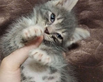 Кошки в Томске: Котёнок в добрые руки Девочка, Бесплатно - фото 6