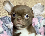 Собаки в Москве: Щенки чихуахуа  Девочка, Бесплатно - фото 1