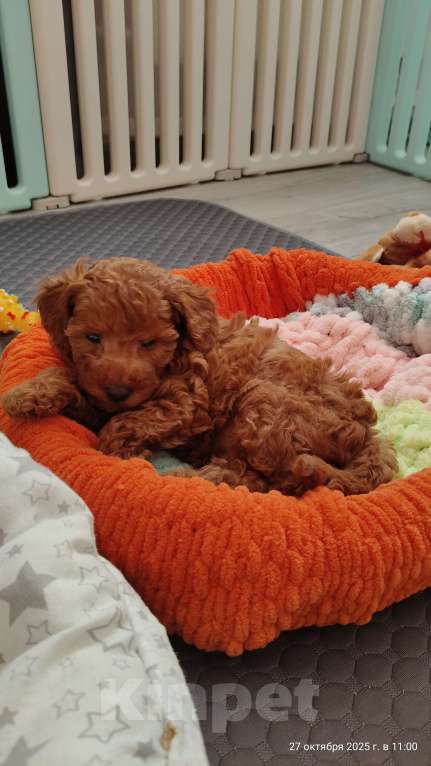 Собаки в Мытищах: Миниатюрный пудель Айва Девочка, 150 000 руб. - фото 2