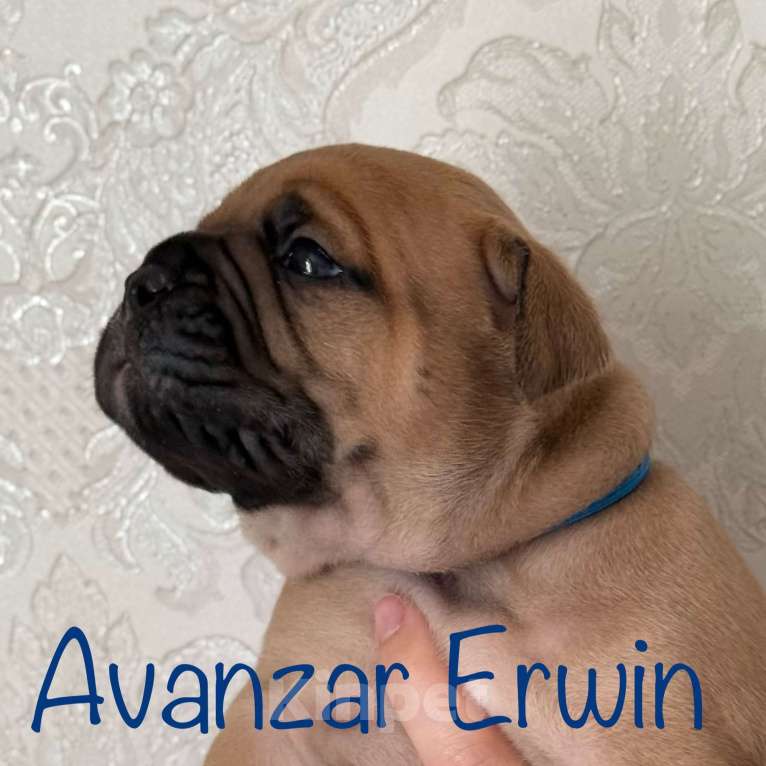 Собаки в Всеволожске: Континентальный бульдог РКФ Питомник Мальчик, 150 000 руб. - фото 7