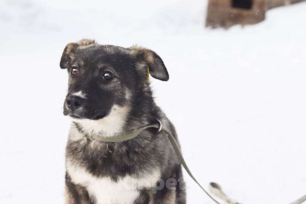 Собаки в Новосибирске: Собака щенок  Девочка, 100 руб. - фото 5