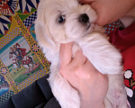 Собаки в Краснодаре: Мальтийская болонка,мальчик Мальчик, 50 000 руб. - фото 2