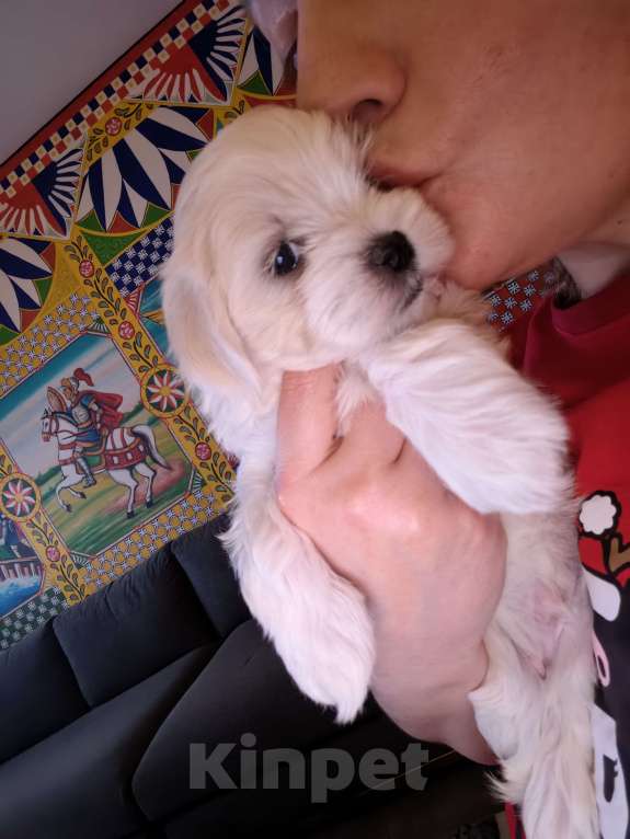 Собаки в Краснодаре: Мальтийская болонка,мальчик Мальчик, 50 000 руб. - фото 2