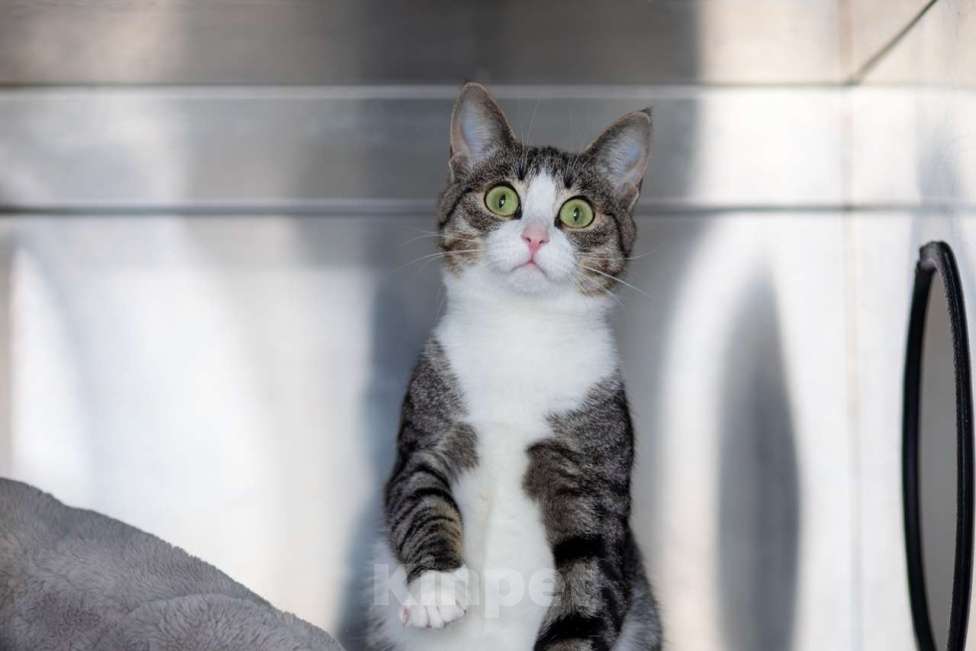 Кошки в Москве: Верочка Девочка, Бесплатно - фото 2