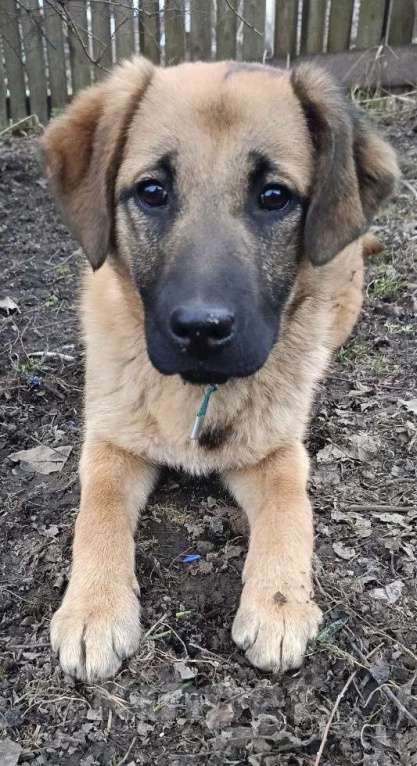 Собаки в других городах Московской области: Рада ищет дом! Девочка, Бесплатно - фото 4