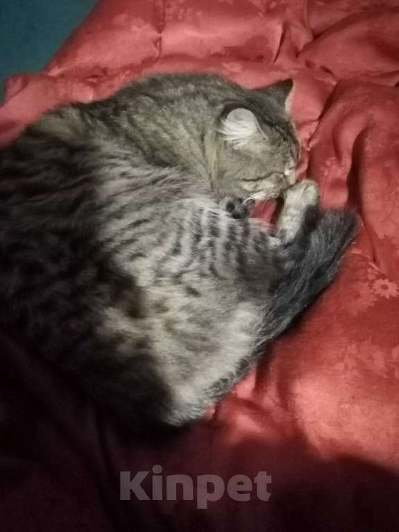 Кошки в Воронеже: Пожалуйста, найдите котика! Мальчик, 1 000 руб. - фото 2