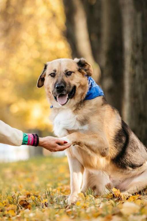 Собаки в Москве: Познакомьтесь с Дынькой — мягким гигантом с сердцем, полным добра. Мальчик, Бесплатно - фото 5