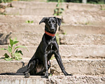 Собаки в Москве: Умнейшая чисто черная красавица собака Багира Девочка, Бесплатно - фото 5