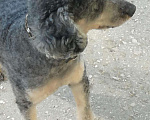 Собаки в Самаре: Пудель ,приглашает на вязку, 3 000 руб. - фото 3