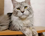 Кошки в Суздале: Кот Мейн-кун серебрянный ласкун, 7 000 руб. - фото 1