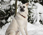 Собаки в Москве: Ева невероятной красоты ищет дом Девочка, Бесплатно - фото 2