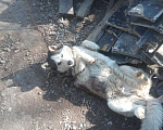 Собаки в Хабаровске: Потерялась хаски друг Девочка, 5 000 руб. - фото 1