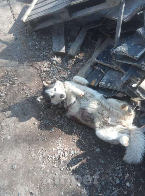 Собаки в Хабаровске: Потерялась хаски друг Девочка, 5 000 руб. - фото 1