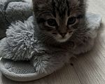 Кошки в Екатеринбурге: Котенок в добрые руки  Мальчик, Бесплатно - фото 4