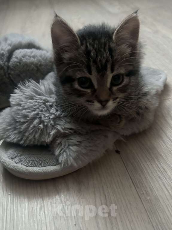 Кошки в Екатеринбурге: Котенок в добрые руки  Мальчик, Бесплатно - фото 4