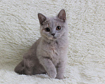 Кошки в Ульяновске: Британская девочка редкого окраса Девочка, 10 000 руб. - фото 7