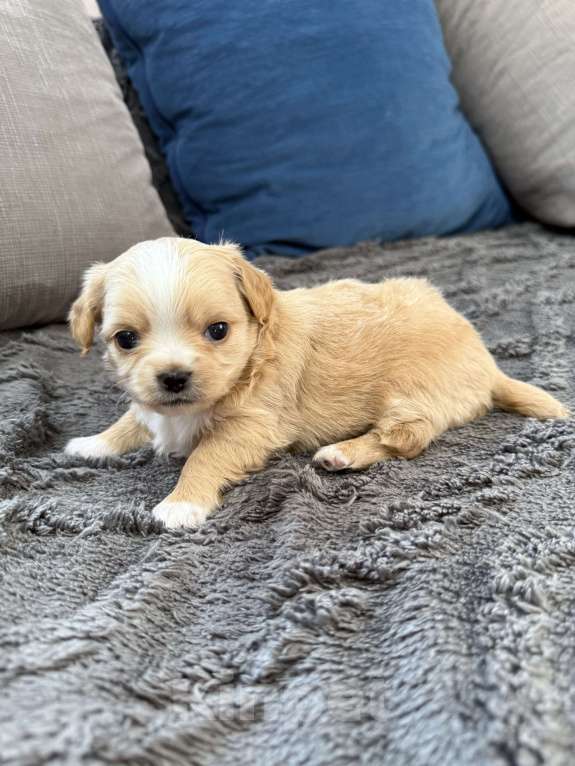 Собаки в других городах Московской области: Мальчик чихуахуа Габриель Мальчик, 60 000 руб. - фото 6