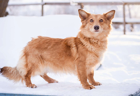 Метис таксы в добрые руки
